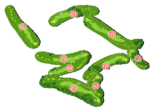 コース全体俯瞰図