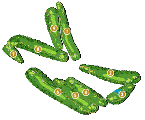 コース全体俯瞰図