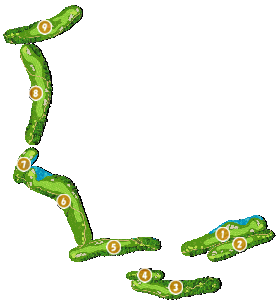 コース全体俯瞰図