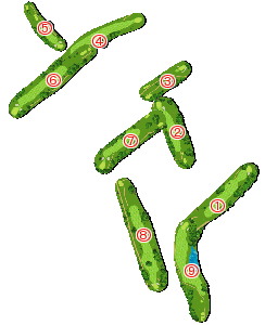 コース全体俯瞰図