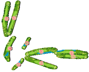 コース全体俯瞰図