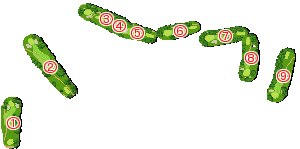 コース全体俯瞰図