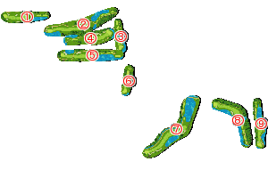 コース全体俯瞰図