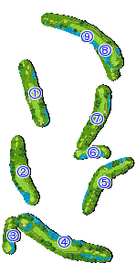 コース全体俯瞰図