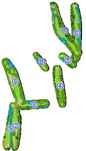 コース全体俯瞰図