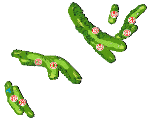 コース全体俯瞰図