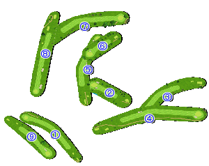 コース全体俯瞰図