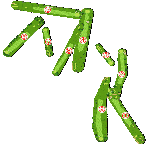 コース全体俯瞰図