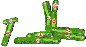 コース全体俯瞰図