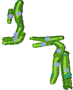 コース全体俯瞰図