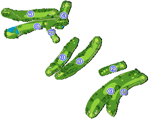 コース全体俯瞰図