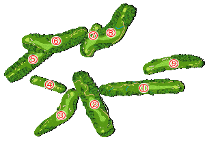 コース全体俯瞰図