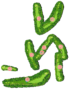 コース全体俯瞰図