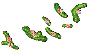 コース全体俯瞰図