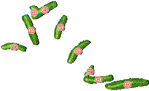 コース全体俯瞰図