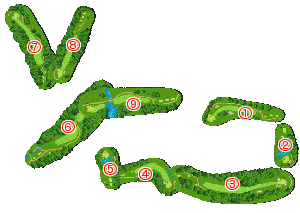 コース全体俯瞰図