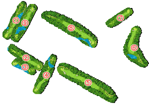 コース全体俯瞰図
