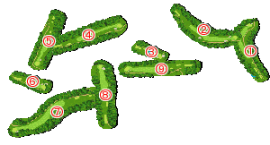 コース全体俯瞰図