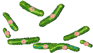 コース全体俯瞰図