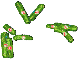 コース全体俯瞰図