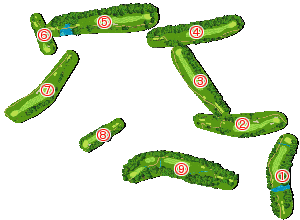 コース全体俯瞰図