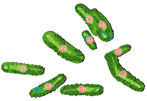 コース全体俯瞰図