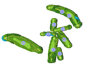 コース全体俯瞰図