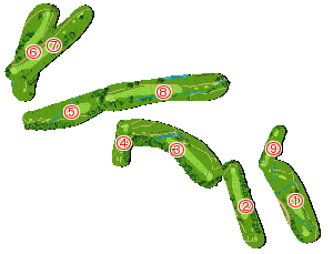 コース全体俯瞰図