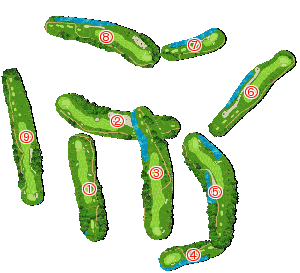 コース全体俯瞰図