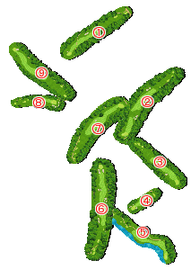 コース全体俯瞰図