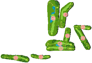 コース全体俯瞰図