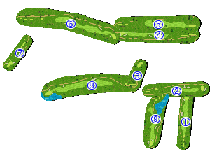 コース全体俯瞰図