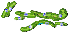 コース全体俯瞰図