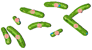 コース全体俯瞰図