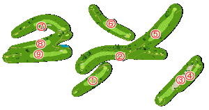 コース全体俯瞰図