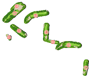 コース全体俯瞰図