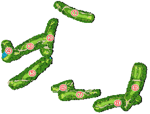 コース全体俯瞰図