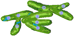 コース全体俯瞰図