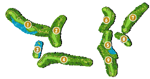 コース全体俯瞰図