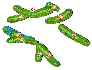 コース全体俯瞰図