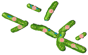 コース全体俯瞰図