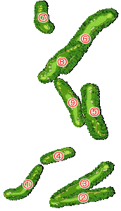 コース全体俯瞰図