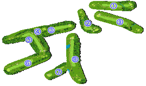 コース全体俯瞰図