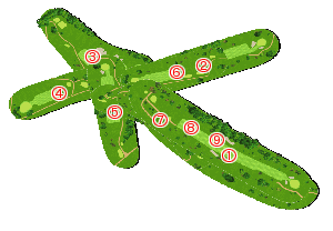 コース全体俯瞰図