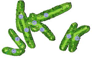 コース全体俯瞰図