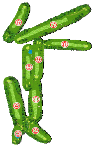 コース全体俯瞰図