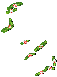 コース全体俯瞰図