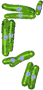 コース全体俯瞰図