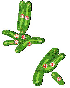 コース全体俯瞰図