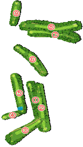 コース全体俯瞰図